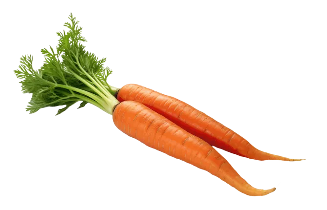 carrot